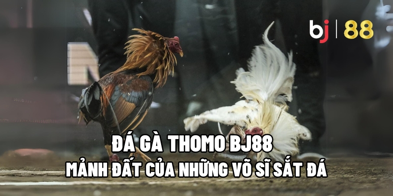 đá gà thomo