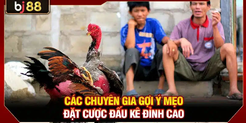 Các chuyên gia gợi ý mẹo đặt cược đấu kê đỉnh cao