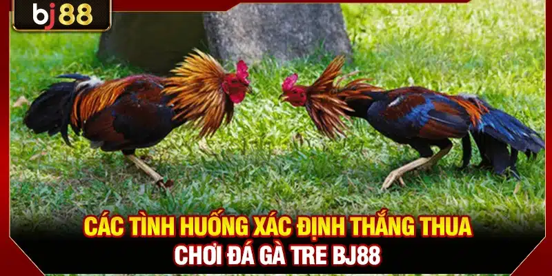 Các tình huống xác định thắng thua chơi đá gà tre BJ88