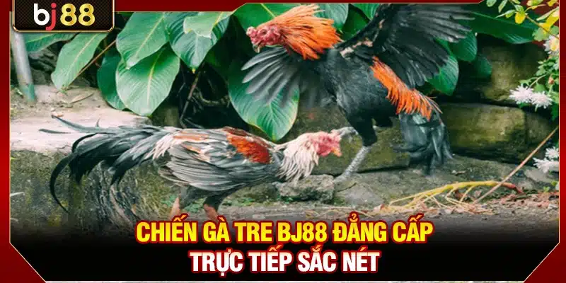 Chiến gà tre BJ88 đẳng cấp trực tiếp sắc nét