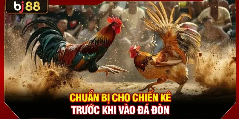 Chuẩn bị cho chiến kê trước khi vào đá đòn