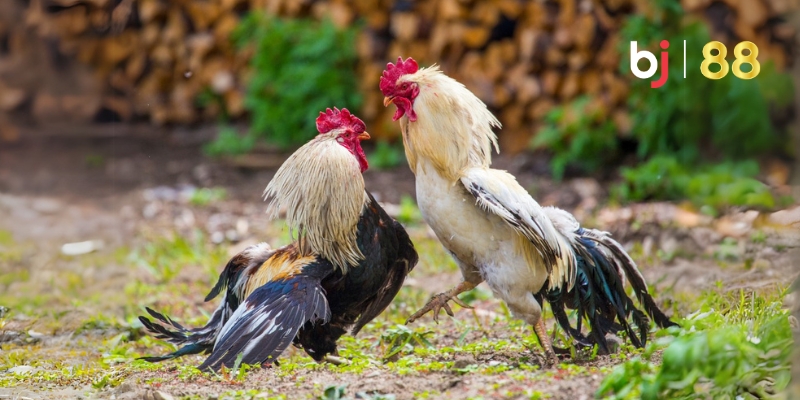 Vì sao nên cá cược tại sảnh Đá Gà BJ88?