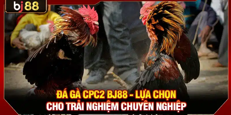Đá gà CPC2 BJ88 - Lựa chọn cho trải nghiệm chuyên nghiệp
