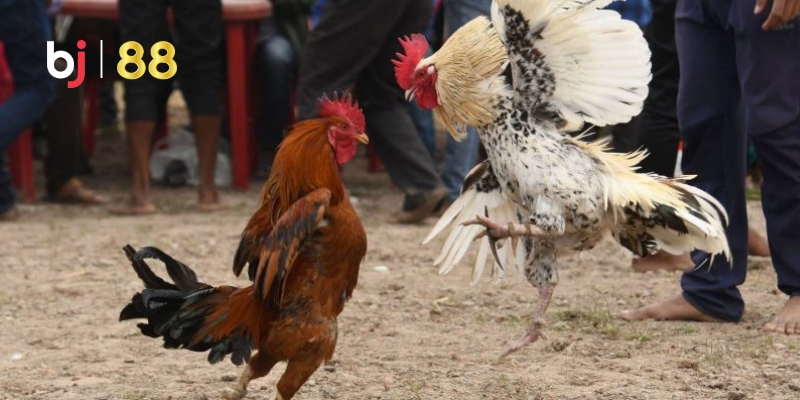 Thời lượng và tiêu chí kết thúc trận đá gà cựa sắt