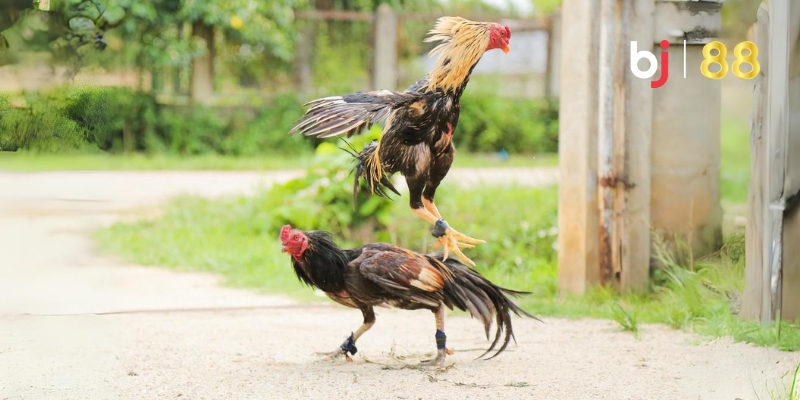 Những điều cần lưu ý khi tham gia đá gà Daga88