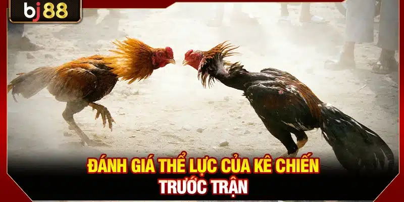 Đánh giá thể lực của kê chiến trước trận 