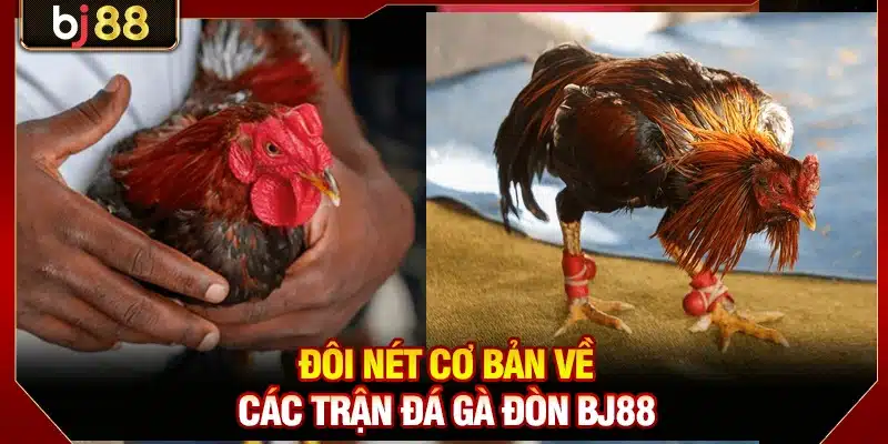 Đôi nét cơ bản về các trận đá gà đòn BJ88