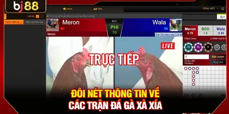 Đôi nét thông tin về các trận đá gà Xà Xía