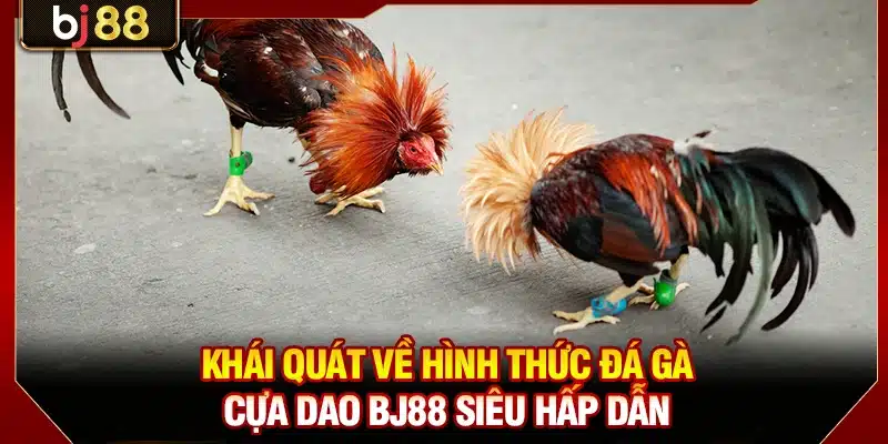 Khái quát về hình thức đá gà cựa dao BJ88 siêu hấp dẫn