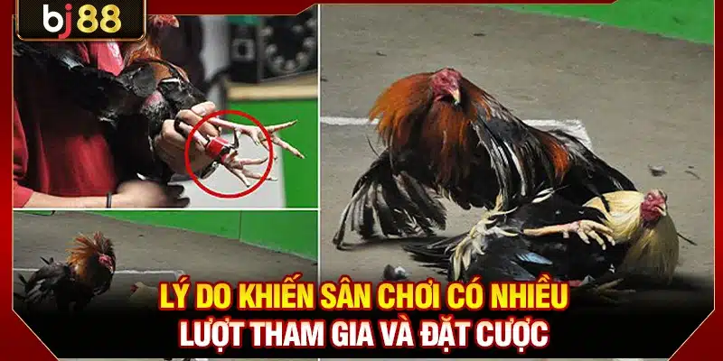 Lý do khiến sân chơi có nhiều lượt tham gia và đặt cược