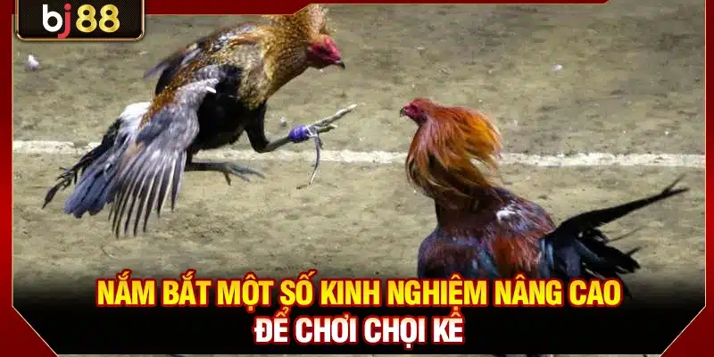 Nắm bắt một số kinh nghiệm nâng cao để chơi chọi kê