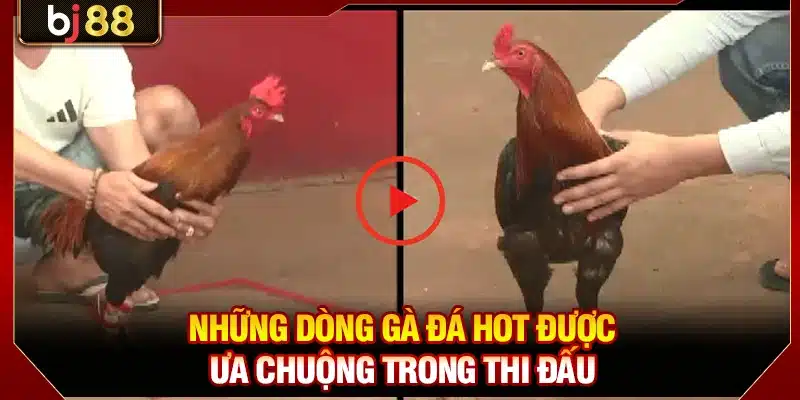 Những dòng gà đá hot được ưa chuộng trong thi đấu