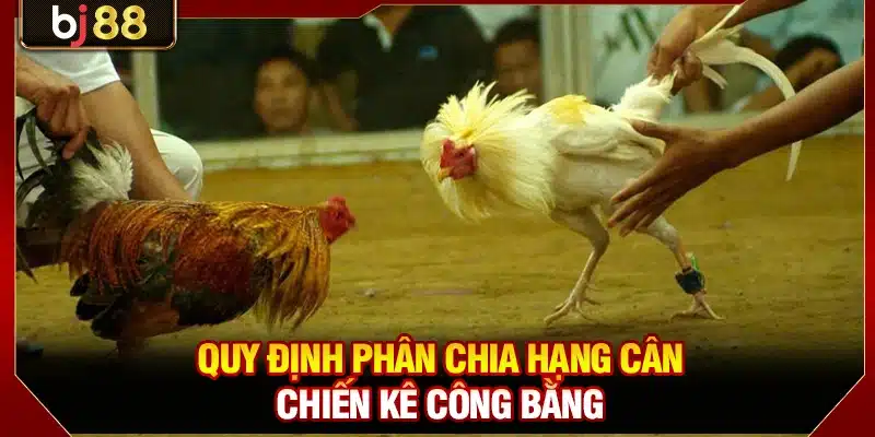 Quy định phân chia hạng cân chiến kê công bằng