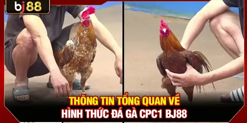 Thông tin tổng quan về hình thức đá gà CPC1 BJ88
