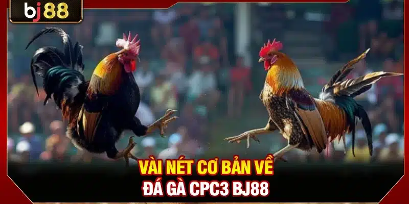 Vài nét cơ bản về đá gà CPC3 BJ88